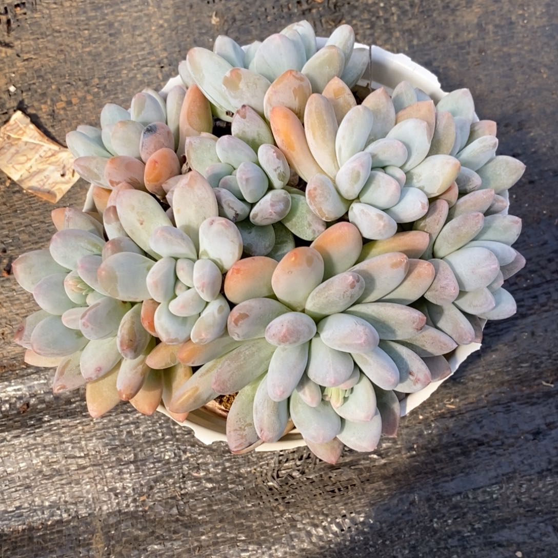 勿秒拍秒退1214-126香水