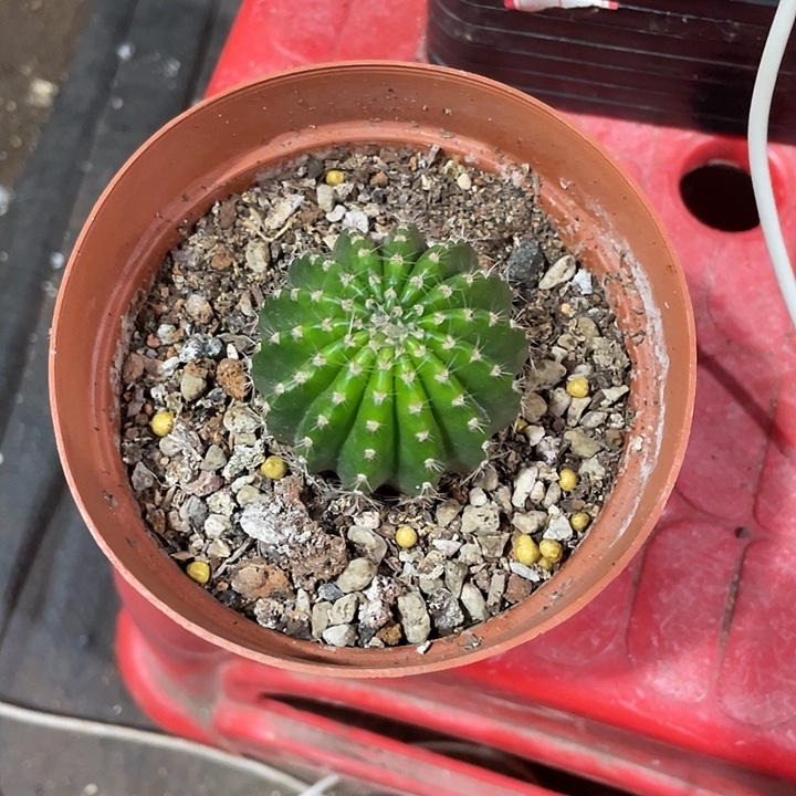 小***儿嘟8号4.5自根球福利低调