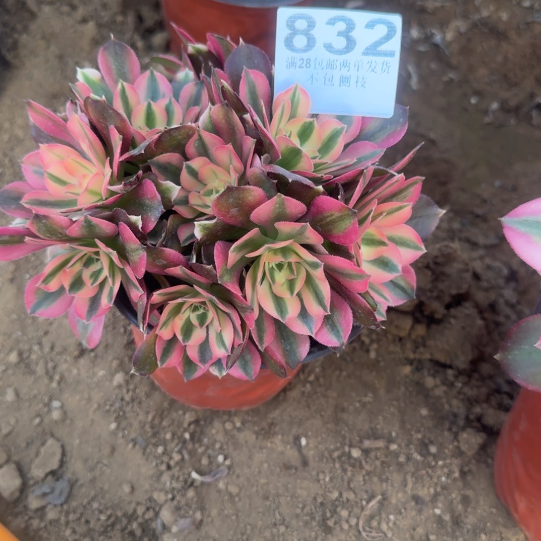 红*832号香飞母本清棚不包损