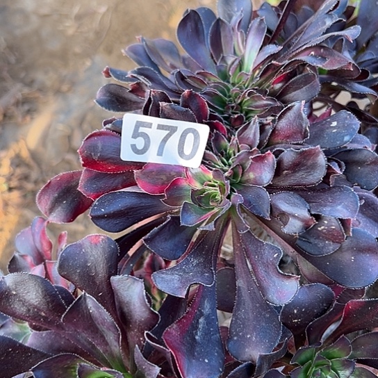 嗨****多肉植物一个花570