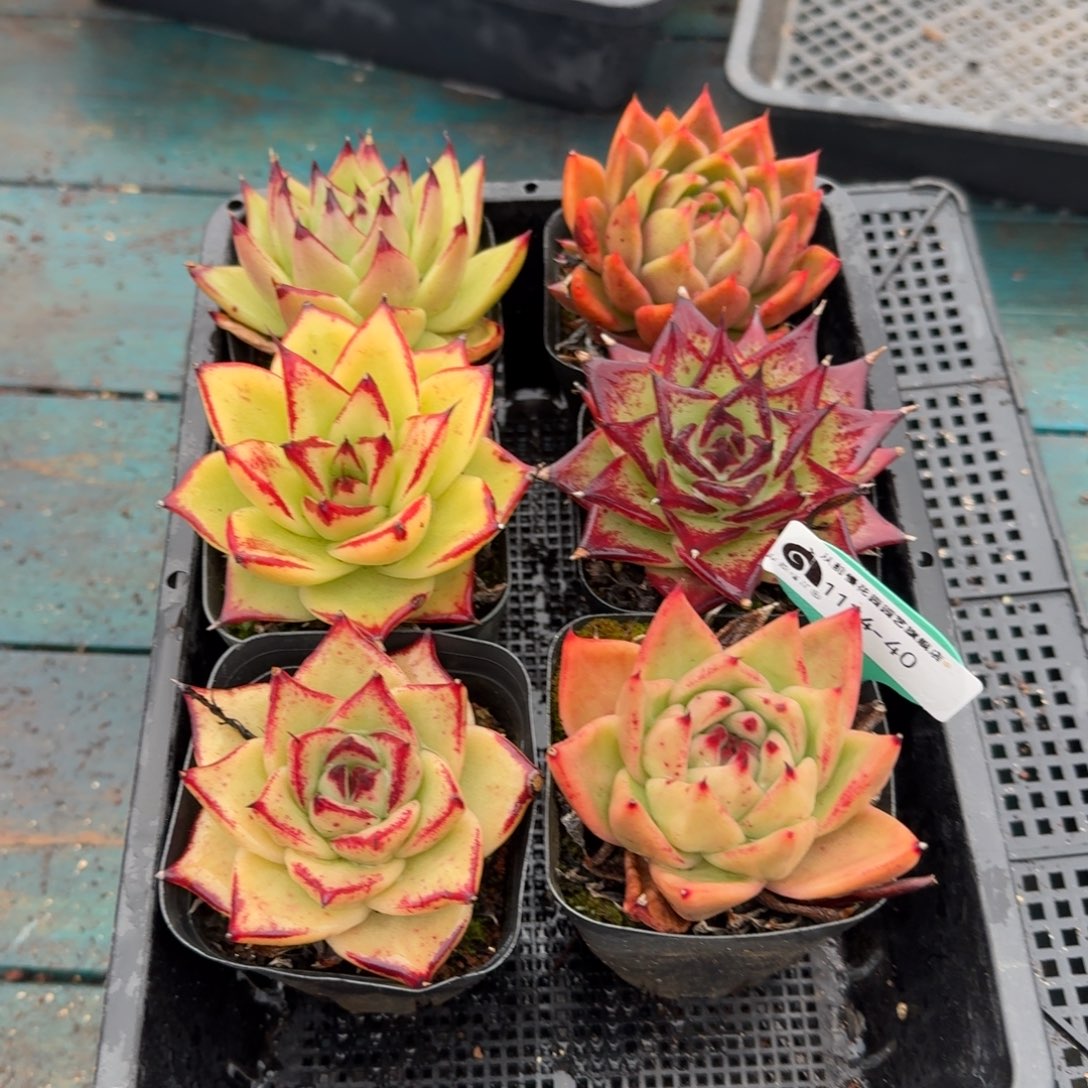 从前慢多肉精选编号1124.40