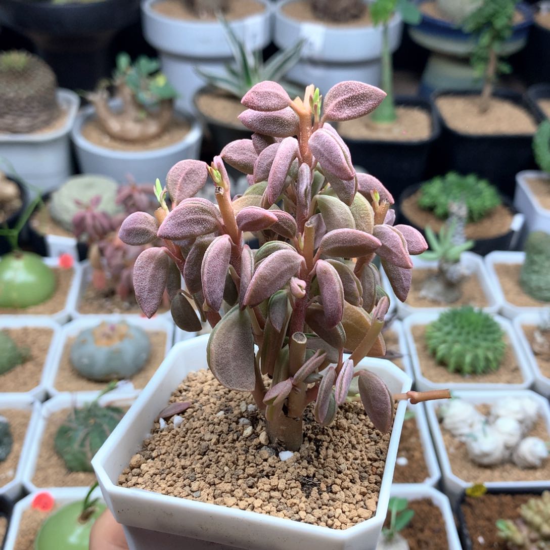 粉背椒草多肉脱土