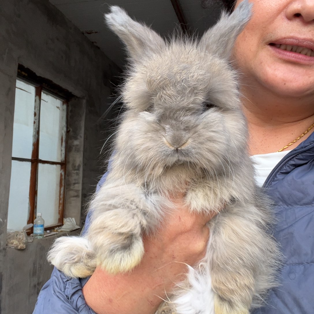 宠物兔英系安哥拉兔