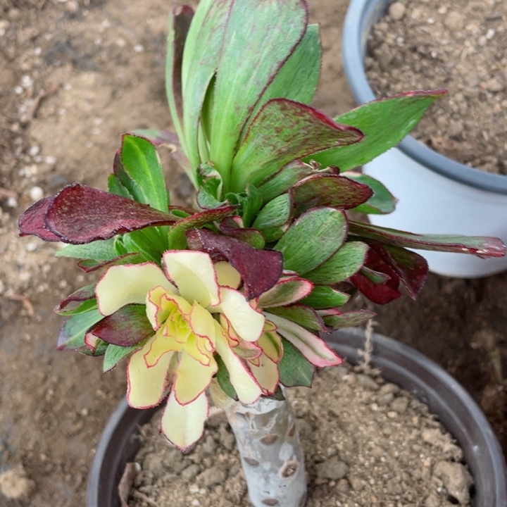 799魅影七吧嫁接有砍多肉12345678