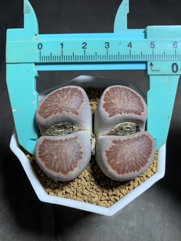 双头岛田红窗菊纹章 生石花 一物一拍包邮非偏远