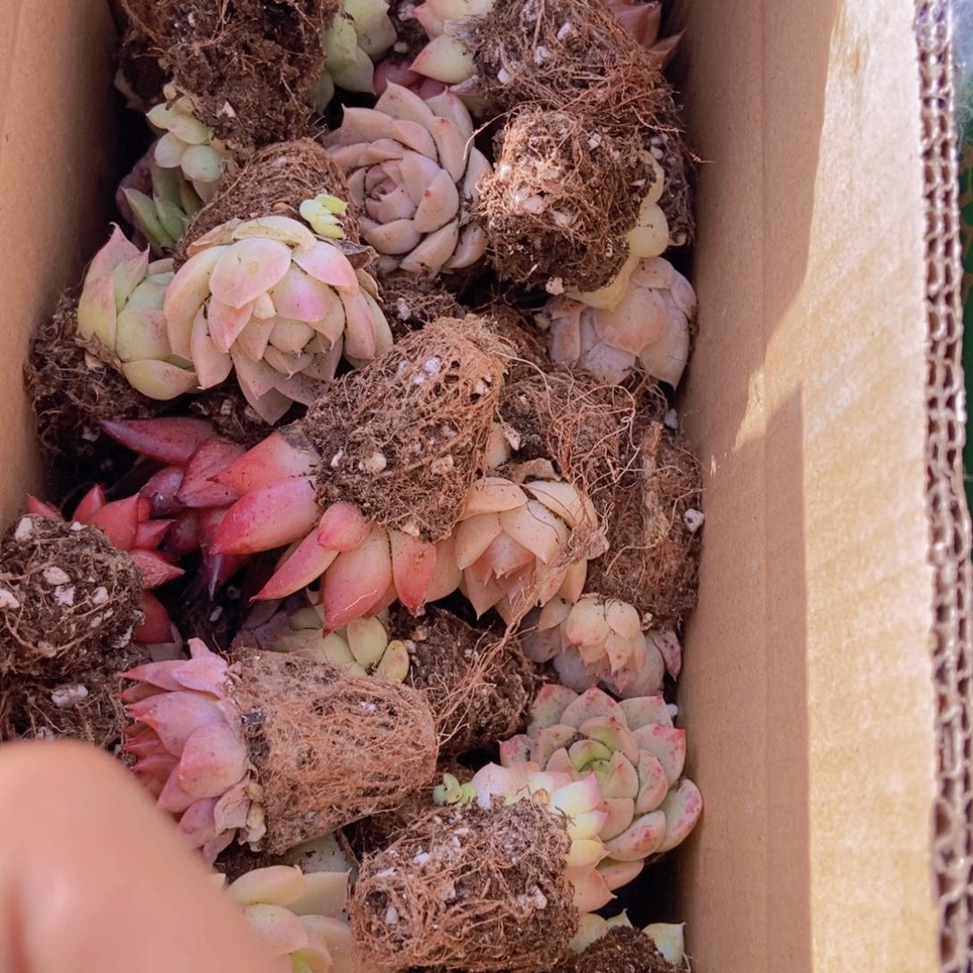 精品多肉植物保底60