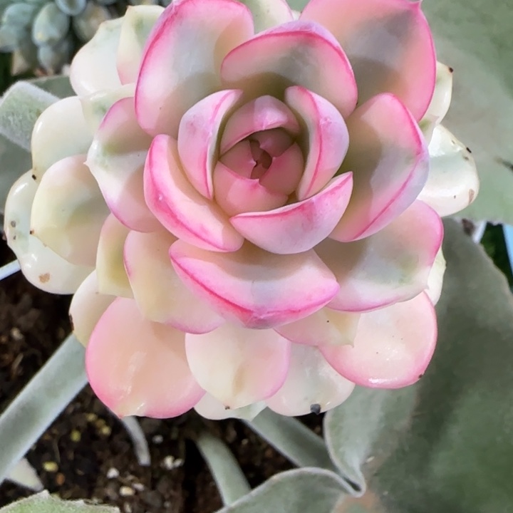 粉月亮锦多肉植物的时候