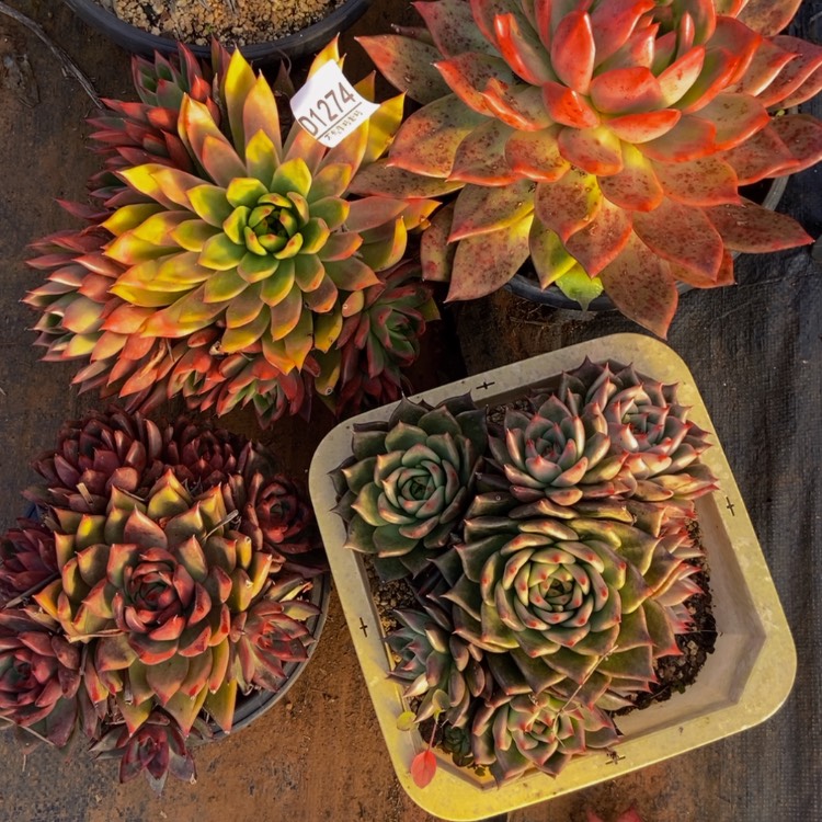 【闪购商品】思*1274六个多肉