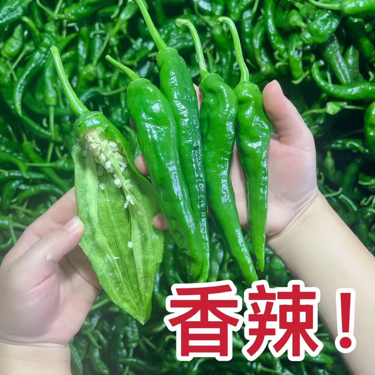 中辣型的早尖农家种植产地直发新鲜采摘现摘非皱皮辣椒辣妹子辣椒