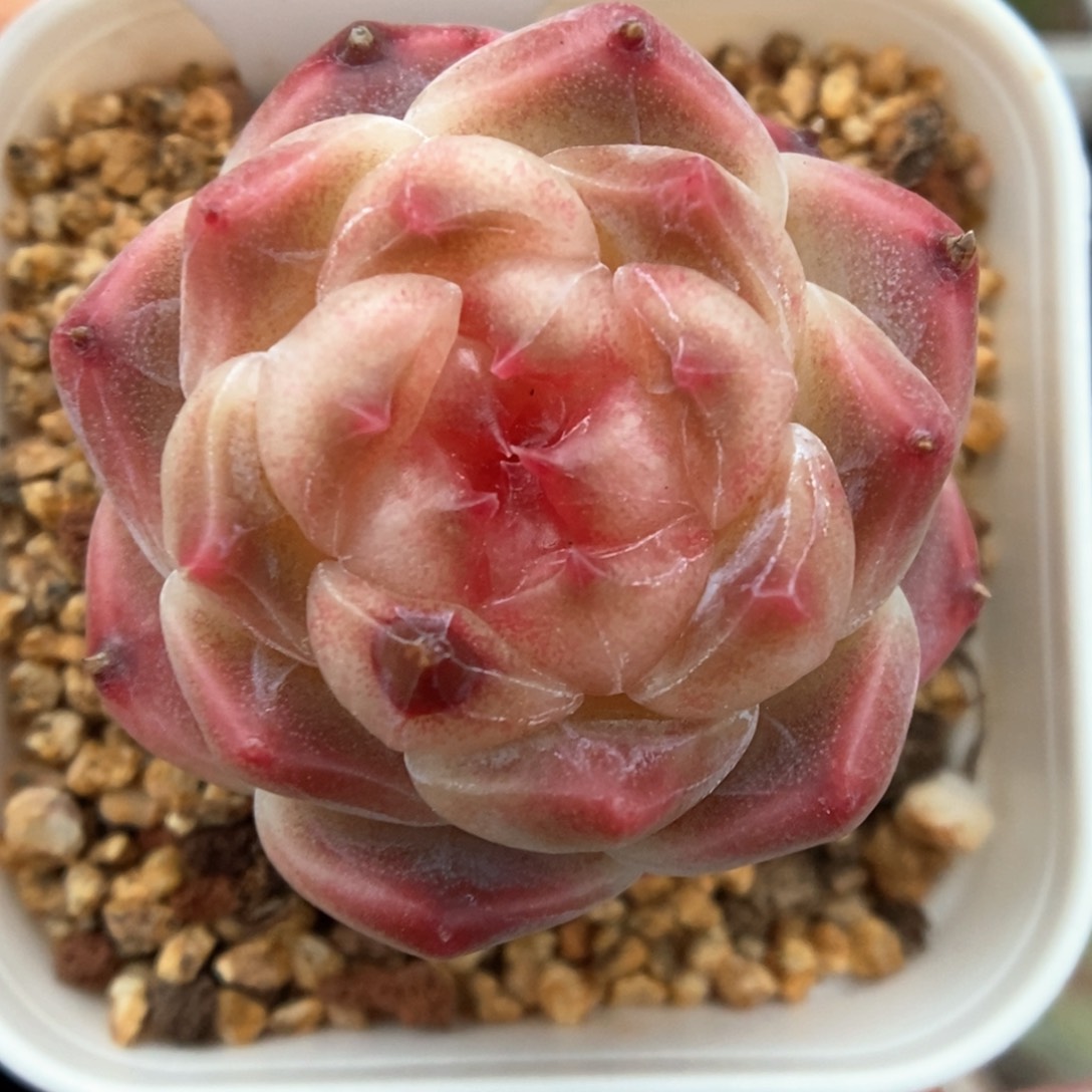 糖心冰魄可拍970号