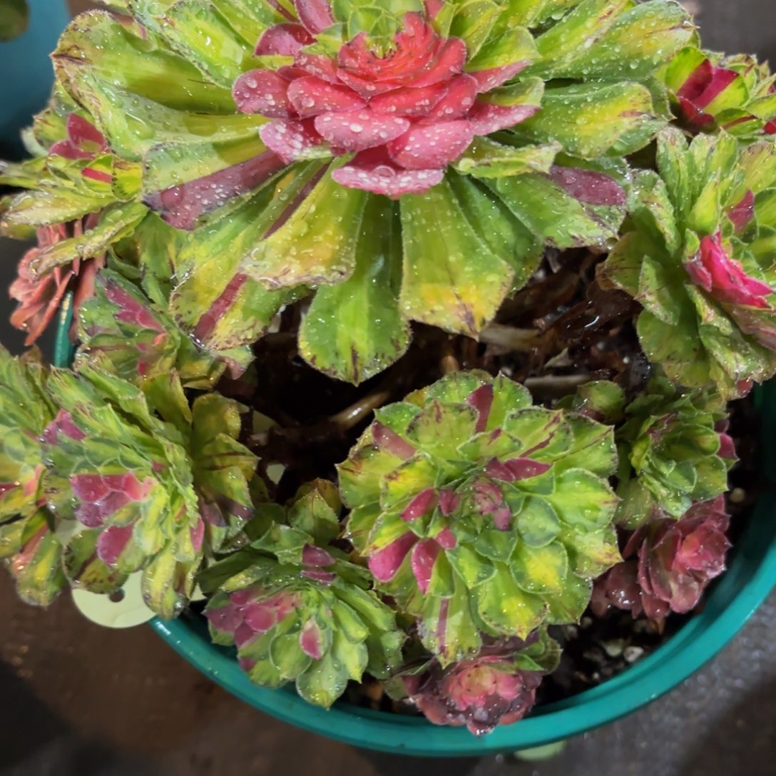 哈哈多肉葡萄福利221