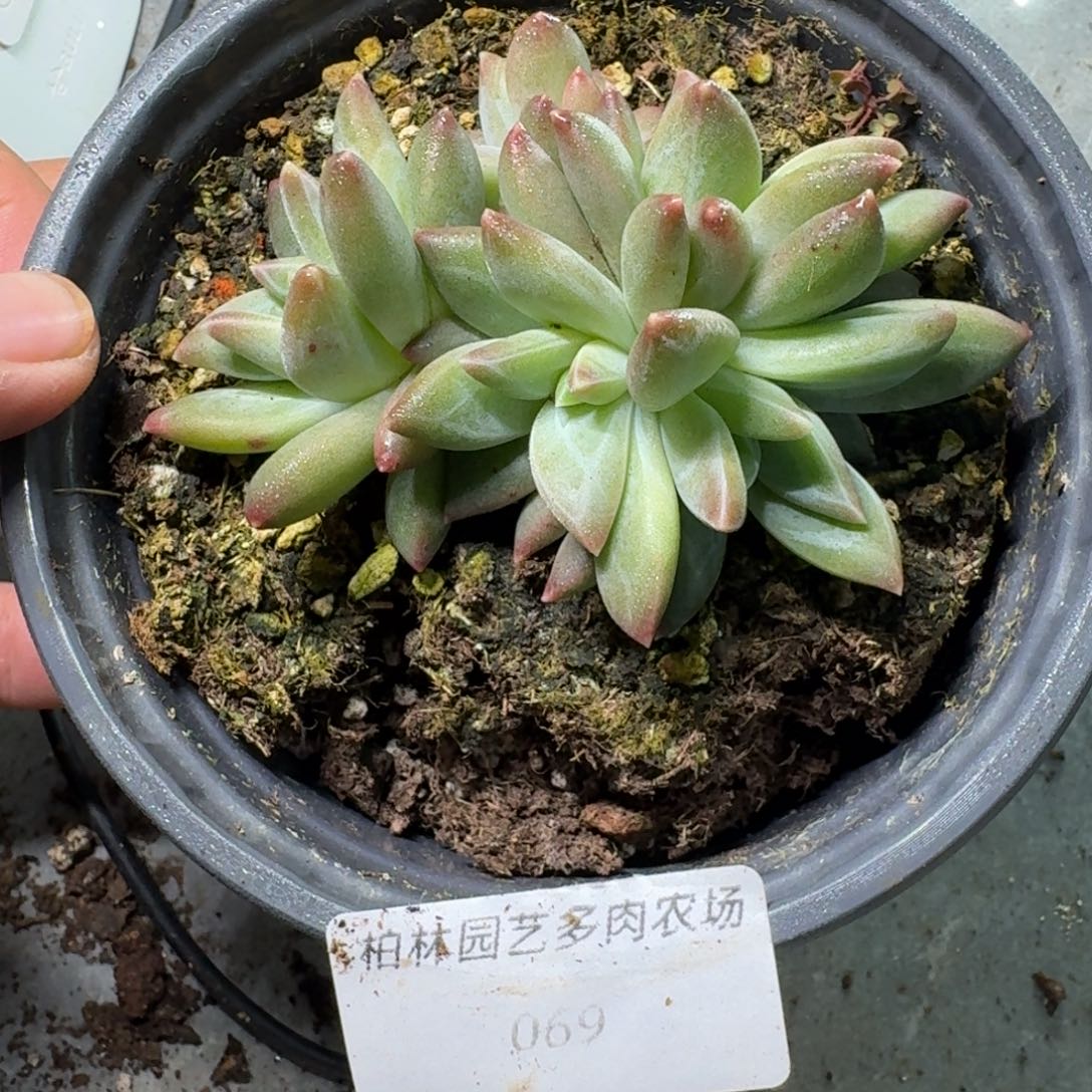 069 美人杂交 一物一拍