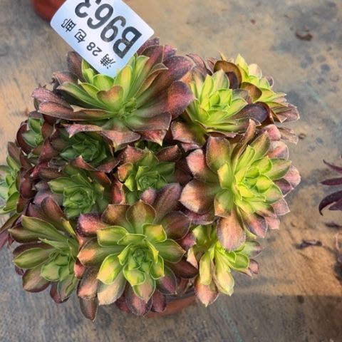 963韶华不包断枝