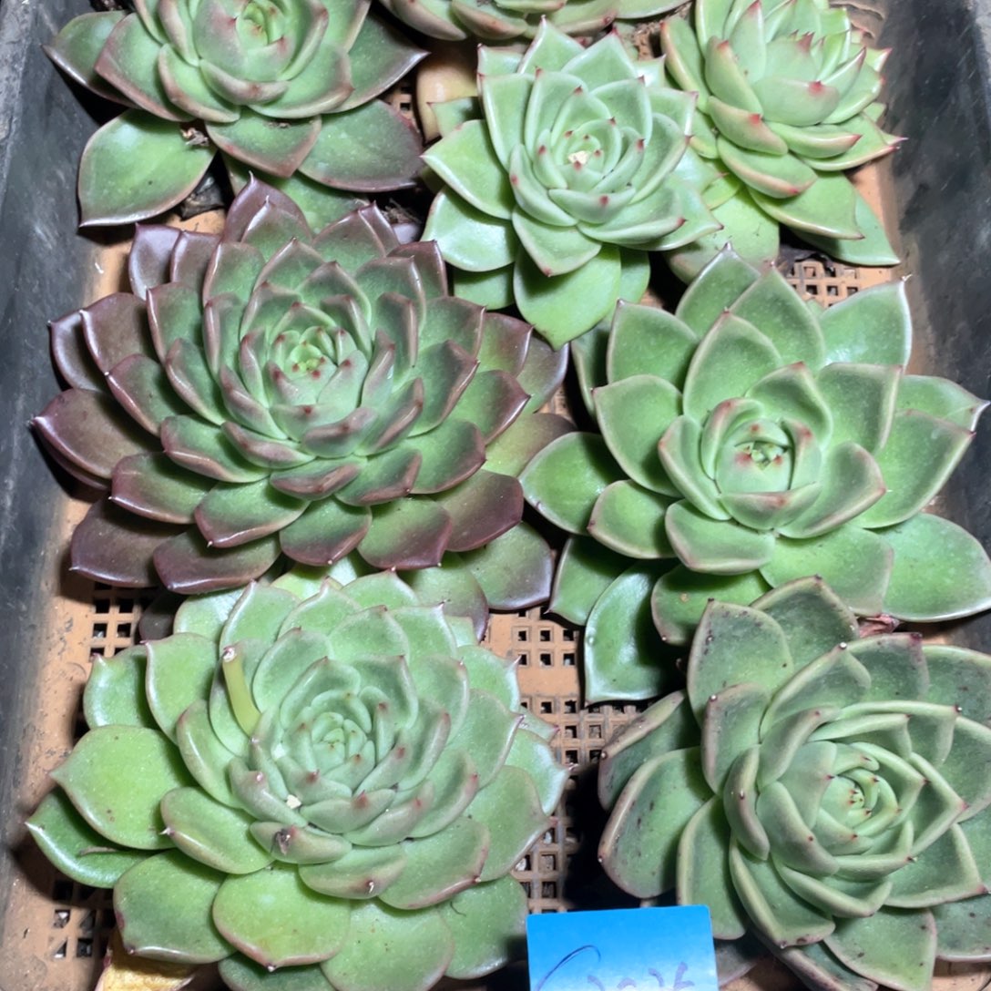 一筐特价福利不售后多肉3035