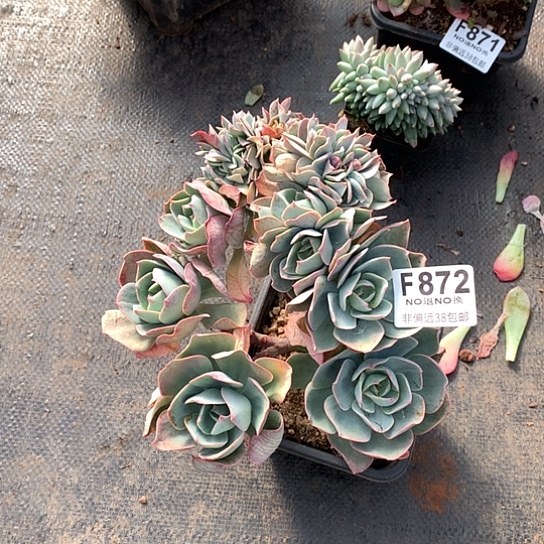 霞光朵朵872 退款拉黑需延迟发货