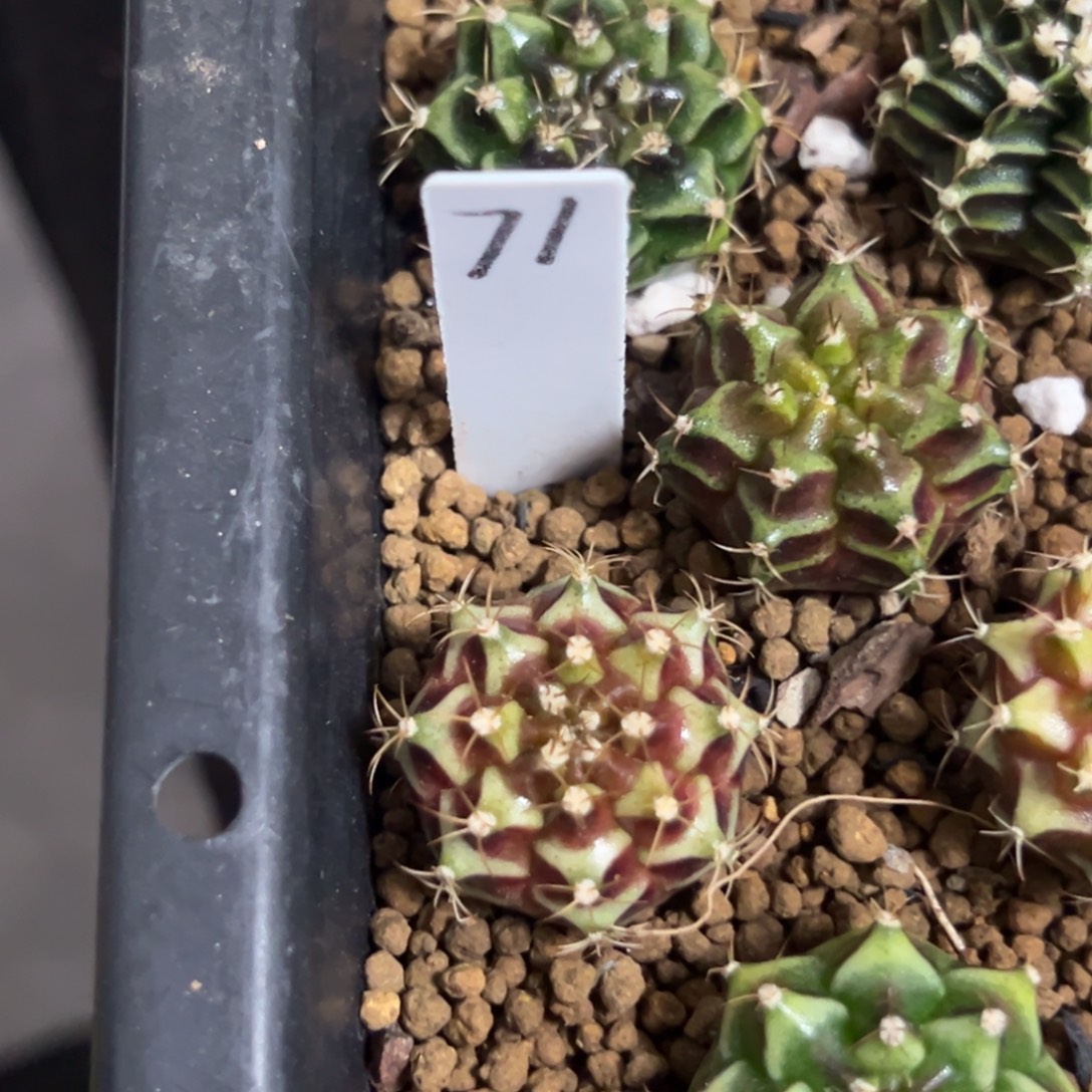 实生米哈锦带盆土发货