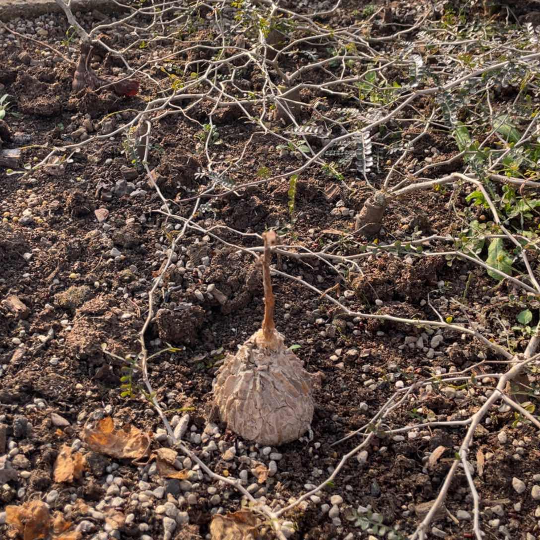 无花朵龟甲魔罗块根