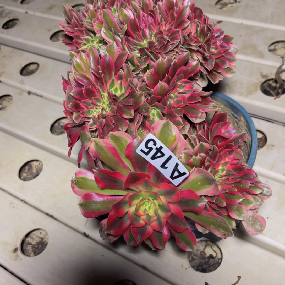 女巫法师7///////24包邮