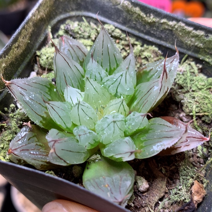 西亚基带盆土发货