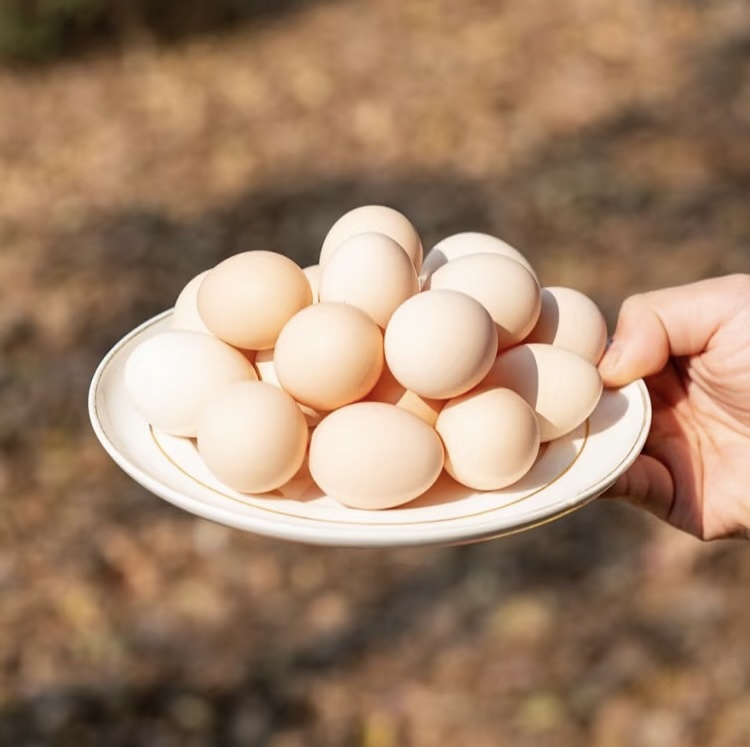 林下散养泰和乌鸡蛋  营养 嫩 健康 宝宝爱吃  礼盒包装