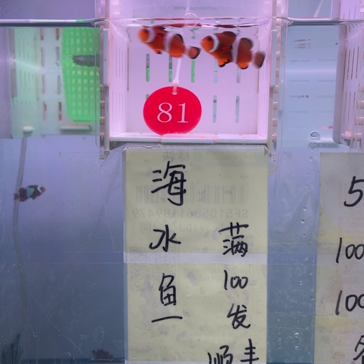 海水鱼精品黑边2条4左右