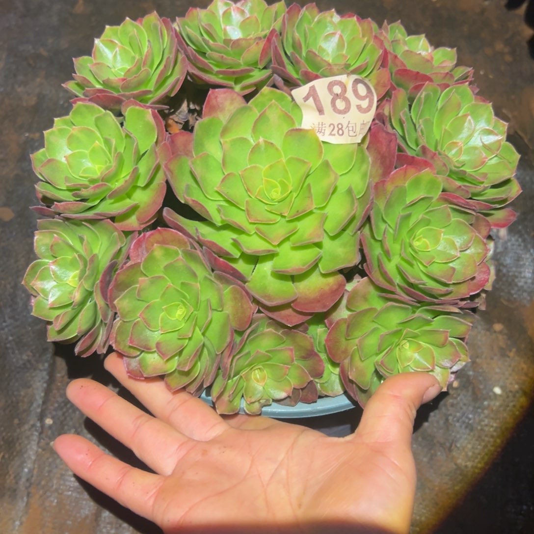 多肉植物189脱土的