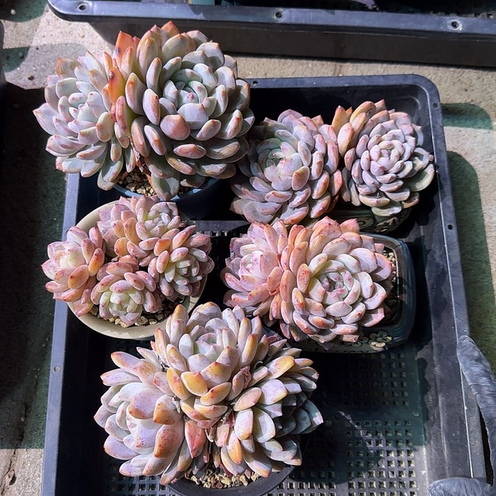 橙梦露一组吞吐发货