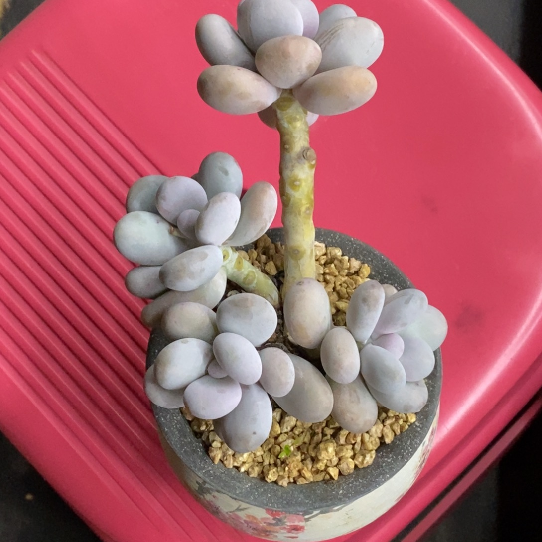 精品多肉一物一拍不包整254