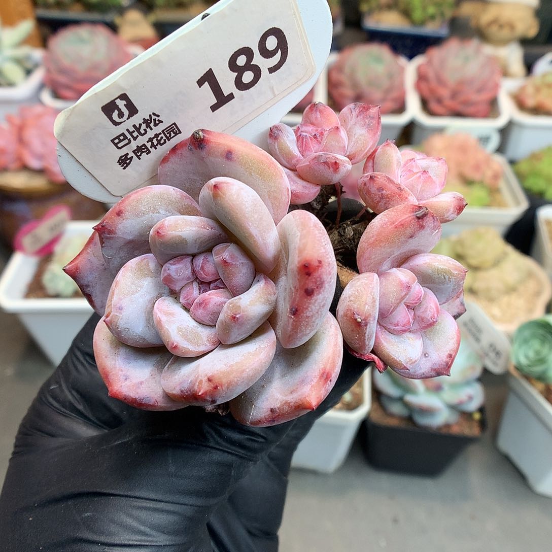 189 特价石榴籽星影多肉