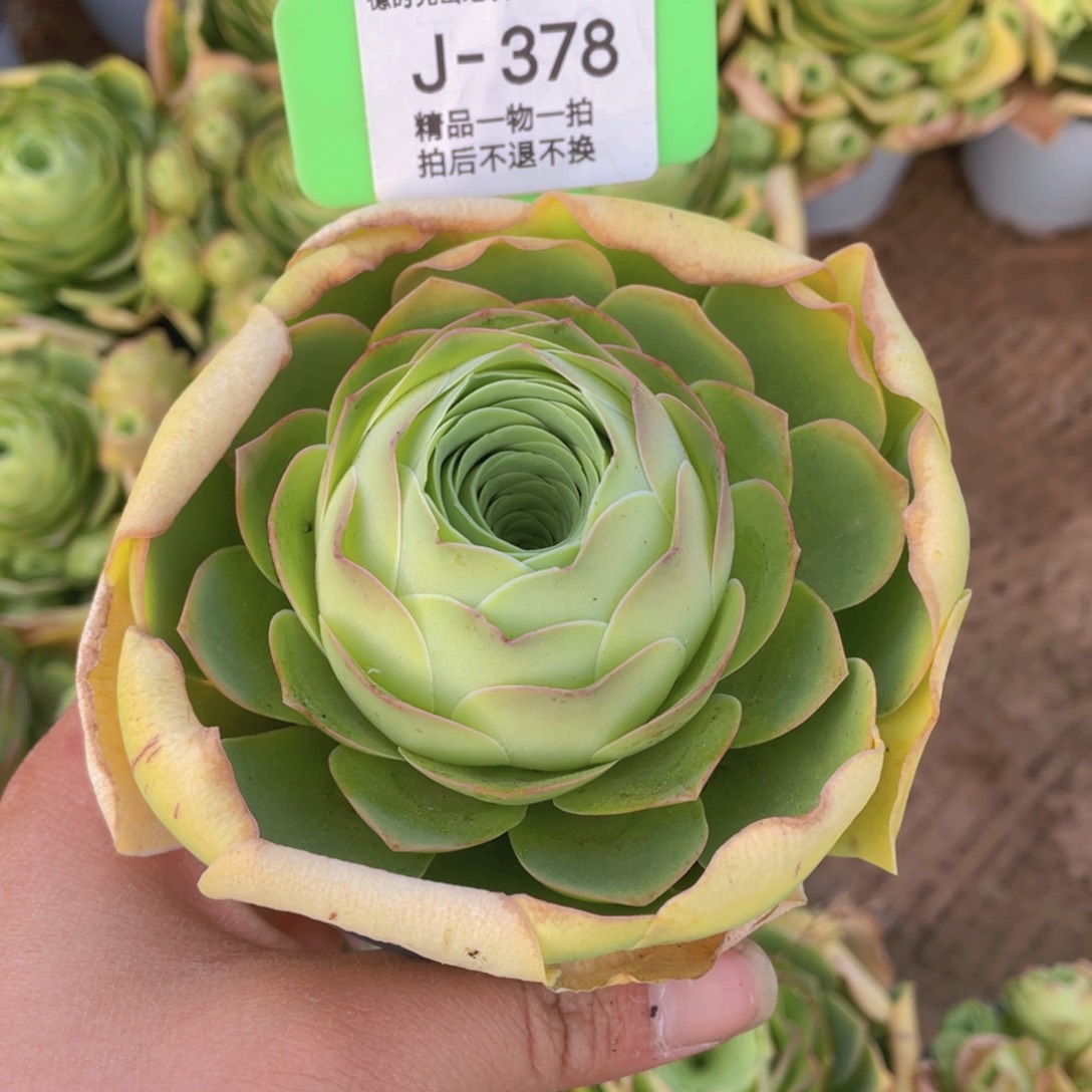 待****时甜夕玫瑰J378一物一拍