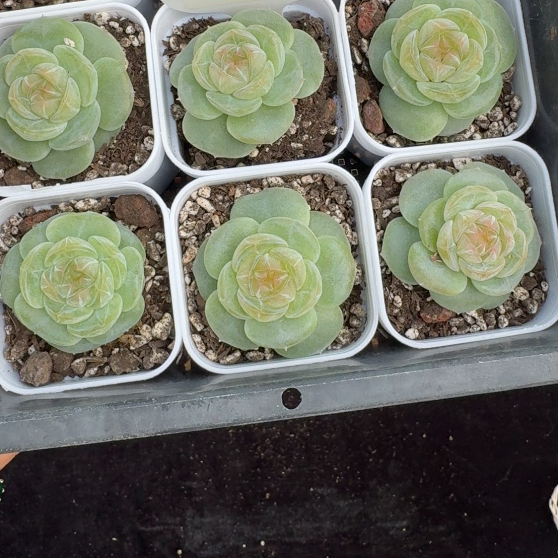1108-38-素素单头量拍