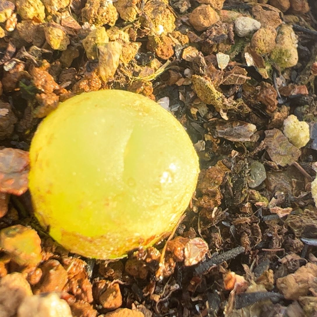 拉登多肉植物百科