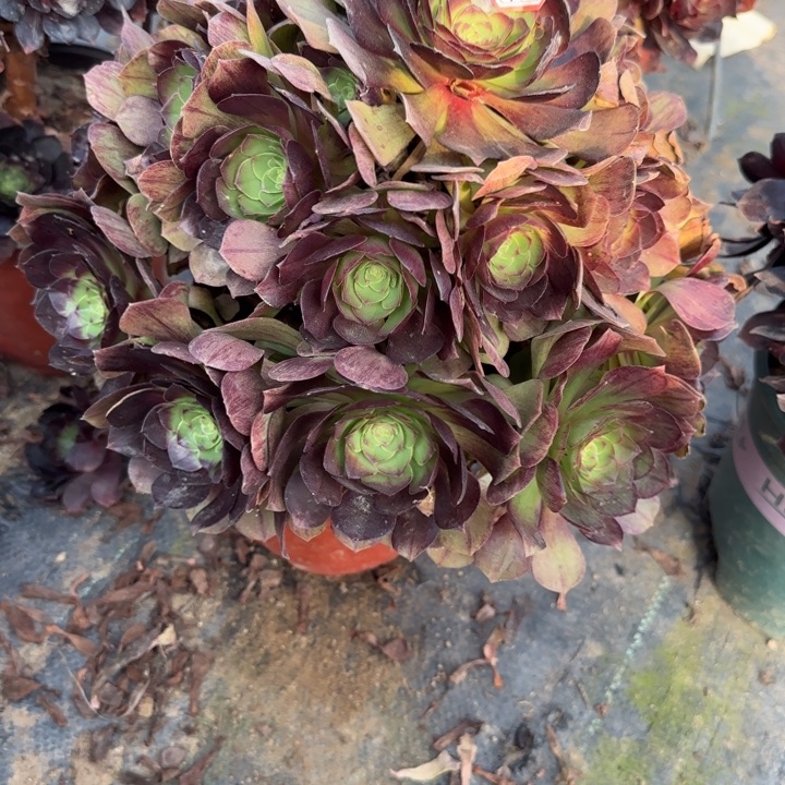 27124黑魔多肉不包售后