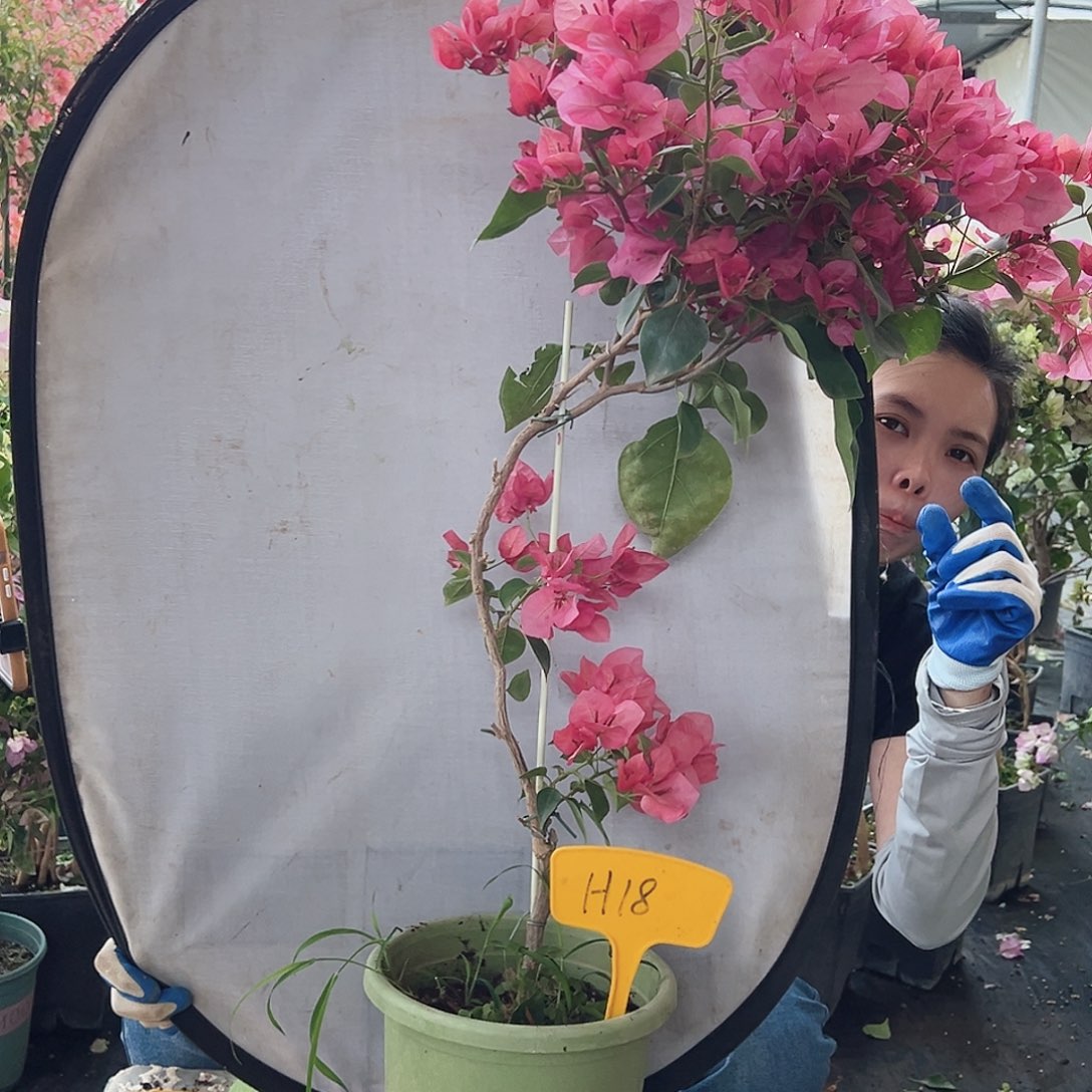 @***晚大部分花苞少量开放H18不甜