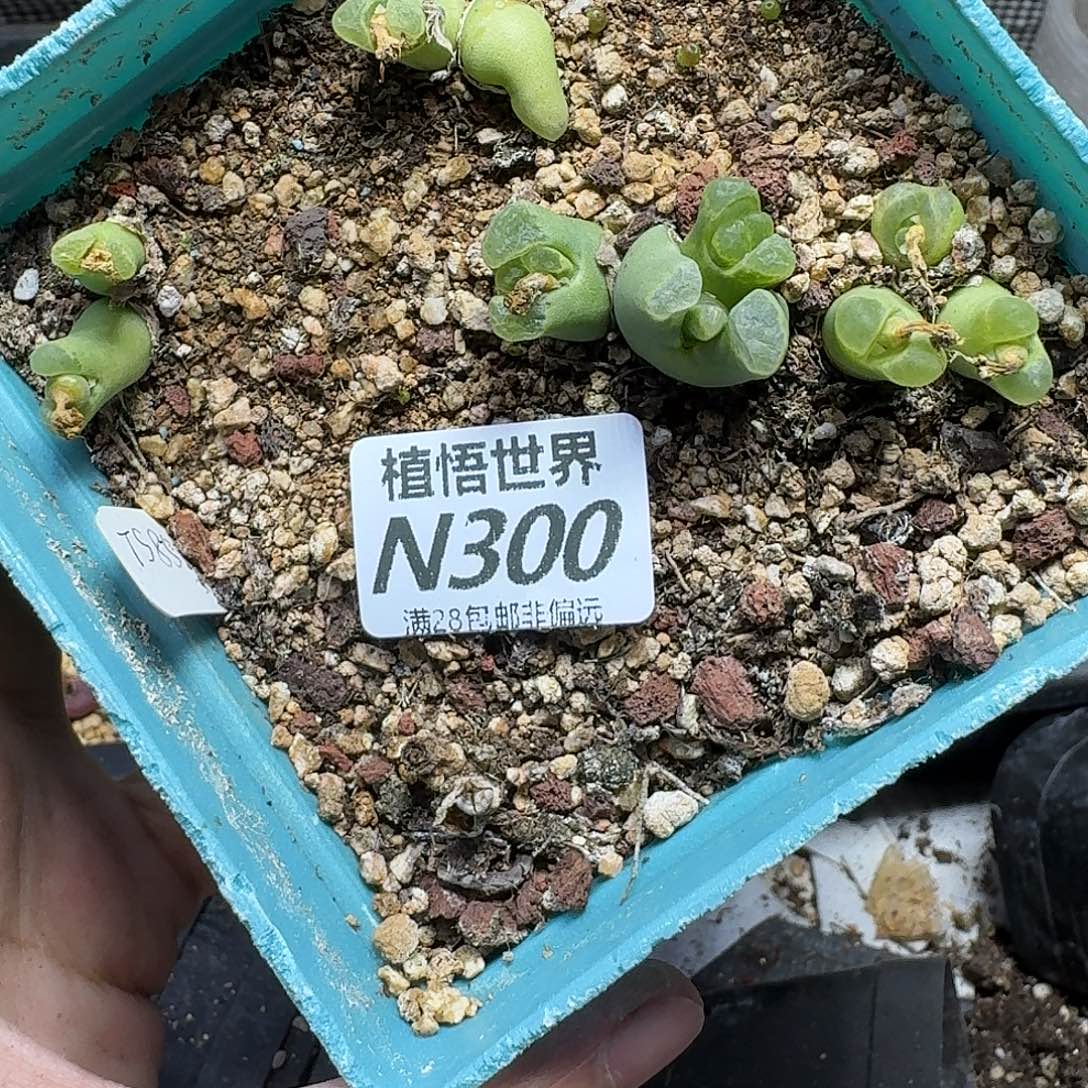 多肉植物的人生rghh