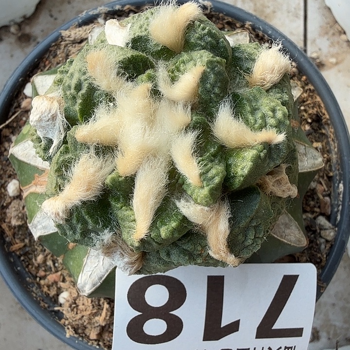 无花朵718龟甲龙角牡丹东四