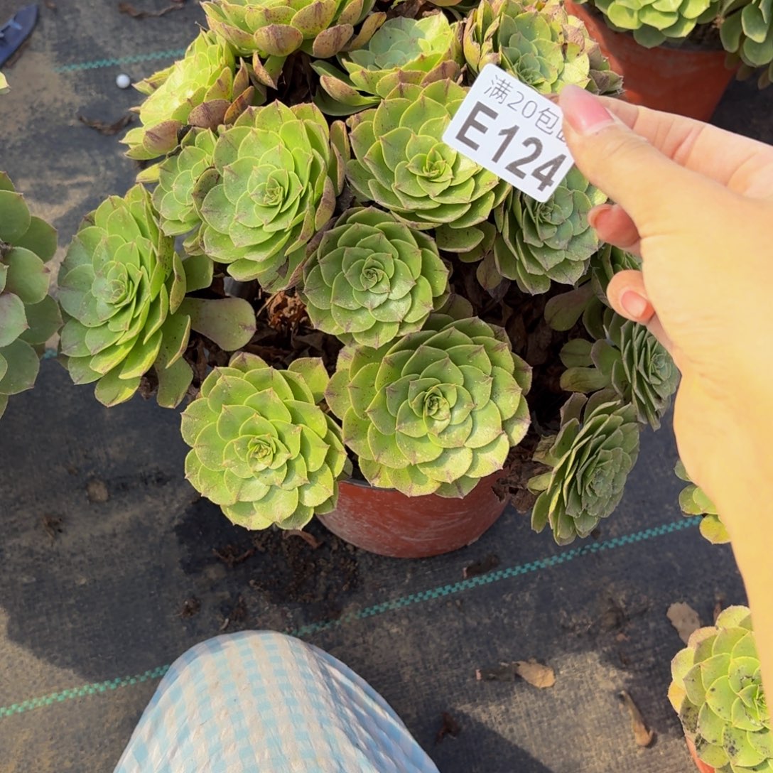 124多肉植物捧花的时候