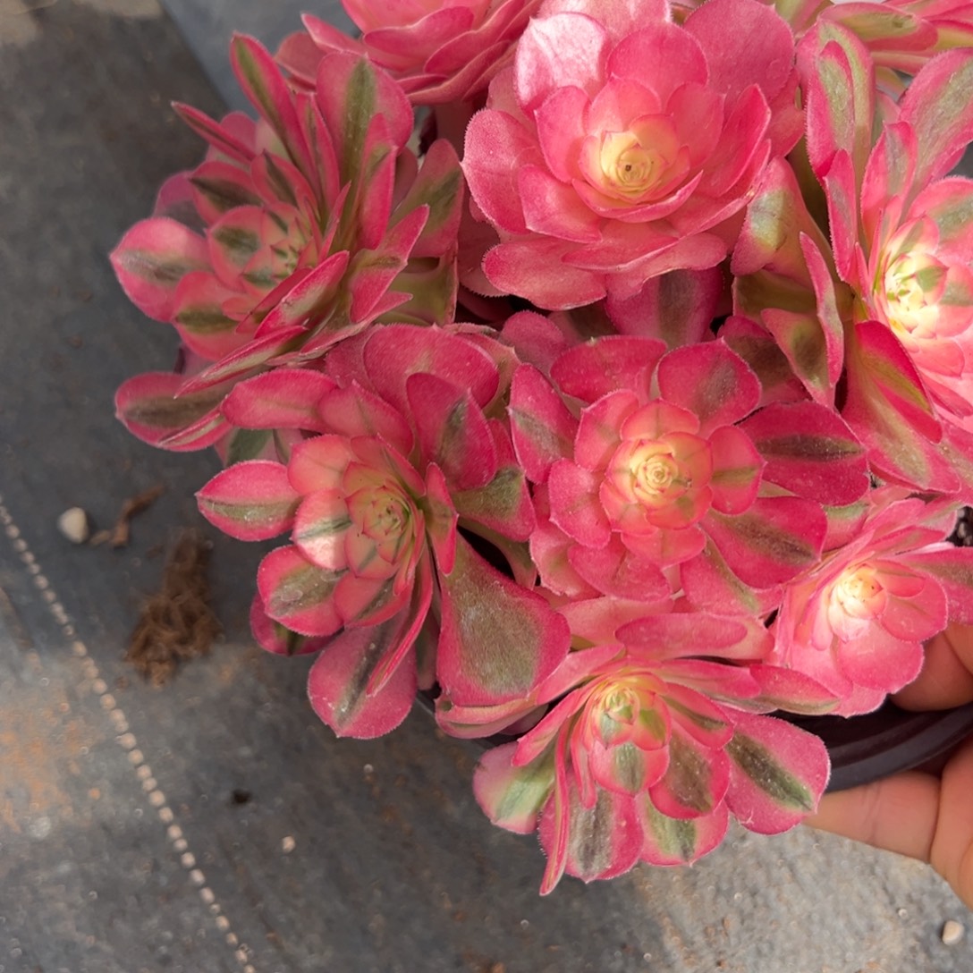 110荔枝多肉多肉多肉多肉多肉