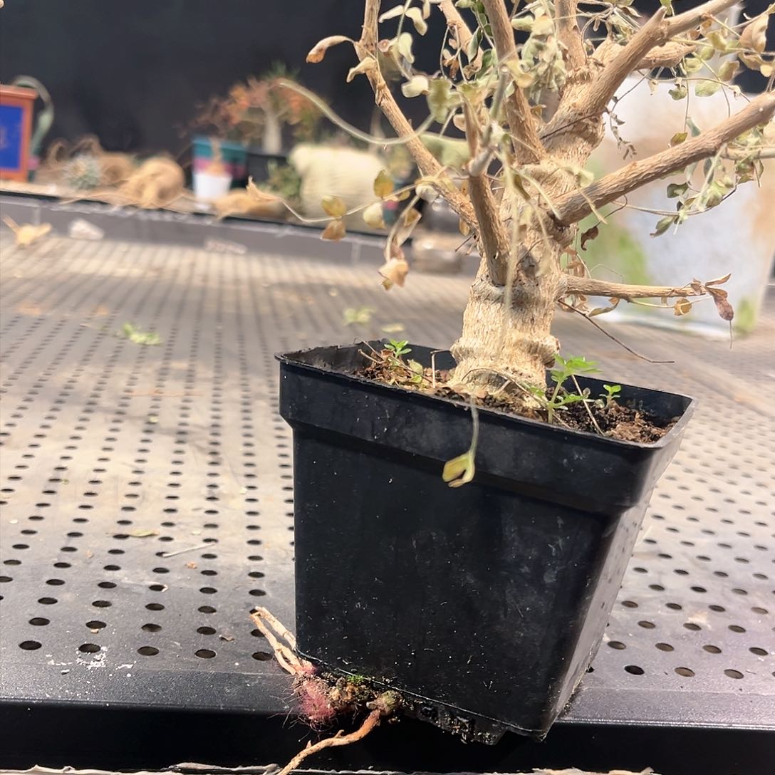 心****猛1111111111111111