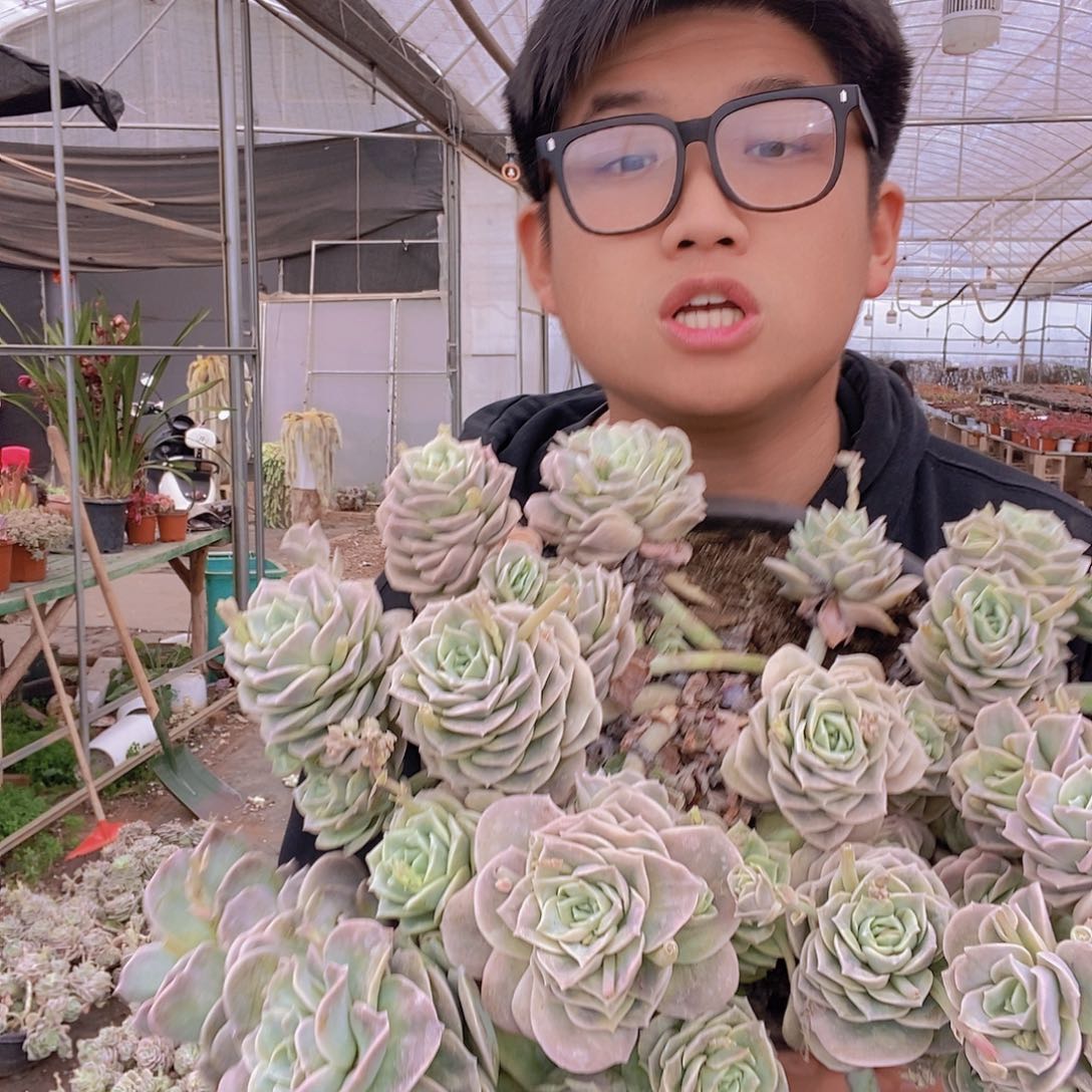 超大号巨无霸可爱玫瑰带盆土特价