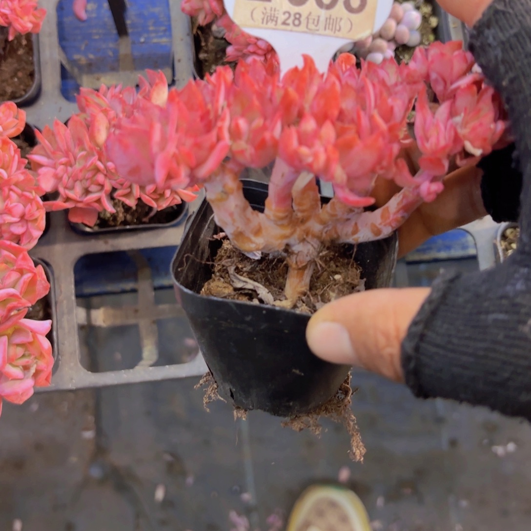 E388绮罗缀一物一拍