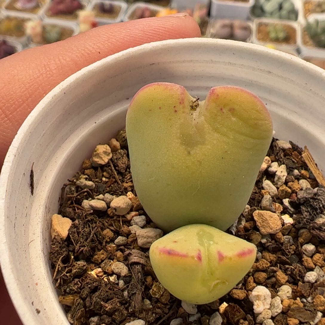 813多肉植物组合
