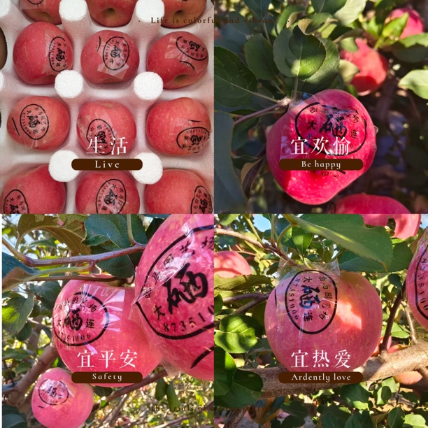 三十里堡【西马圈园艺场】糖心丑苹果脆甜多汁现摘现发