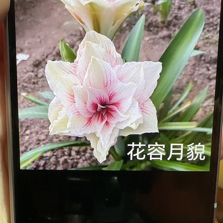 老晨 花容月貌3+厘米 可寄养