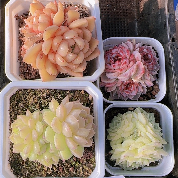 花时光精品多肉04