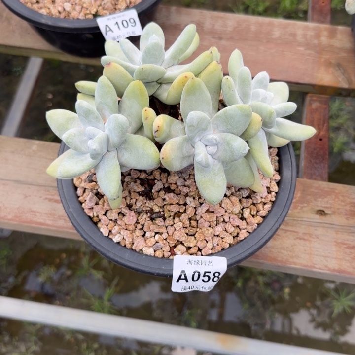 拇指仙女杯多肉植物