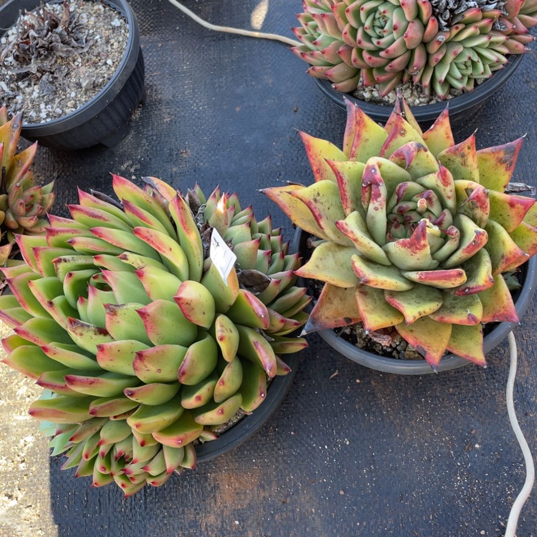 无花朵若如东云单拍B494