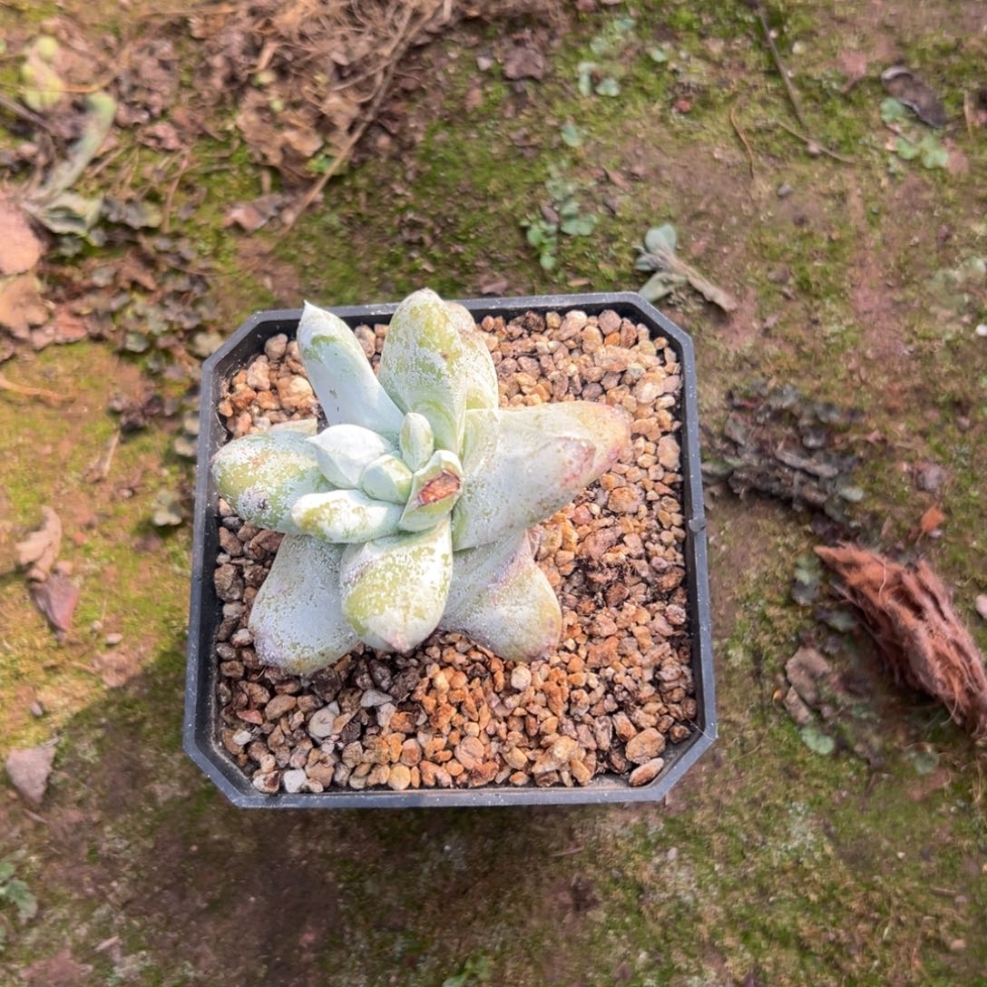 青***染谢谢姐姐～一物一拍1250