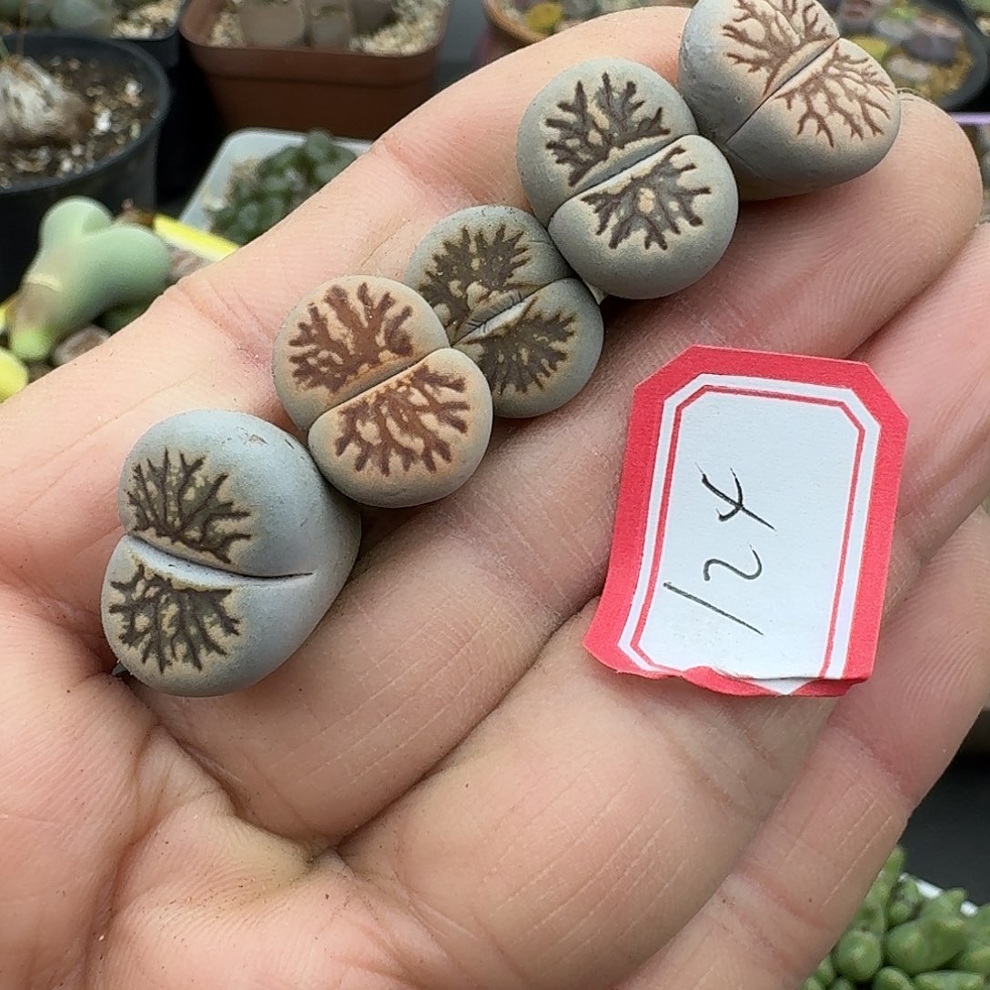 124多肉哈哈哈哈哈哈福利款