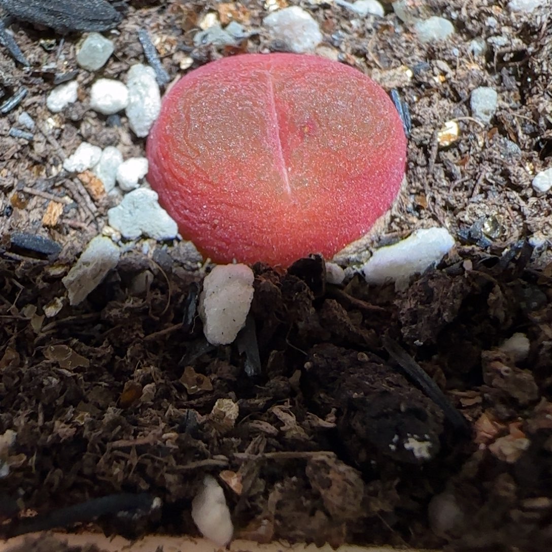 肉锥多肉植物组合-红宝石1651